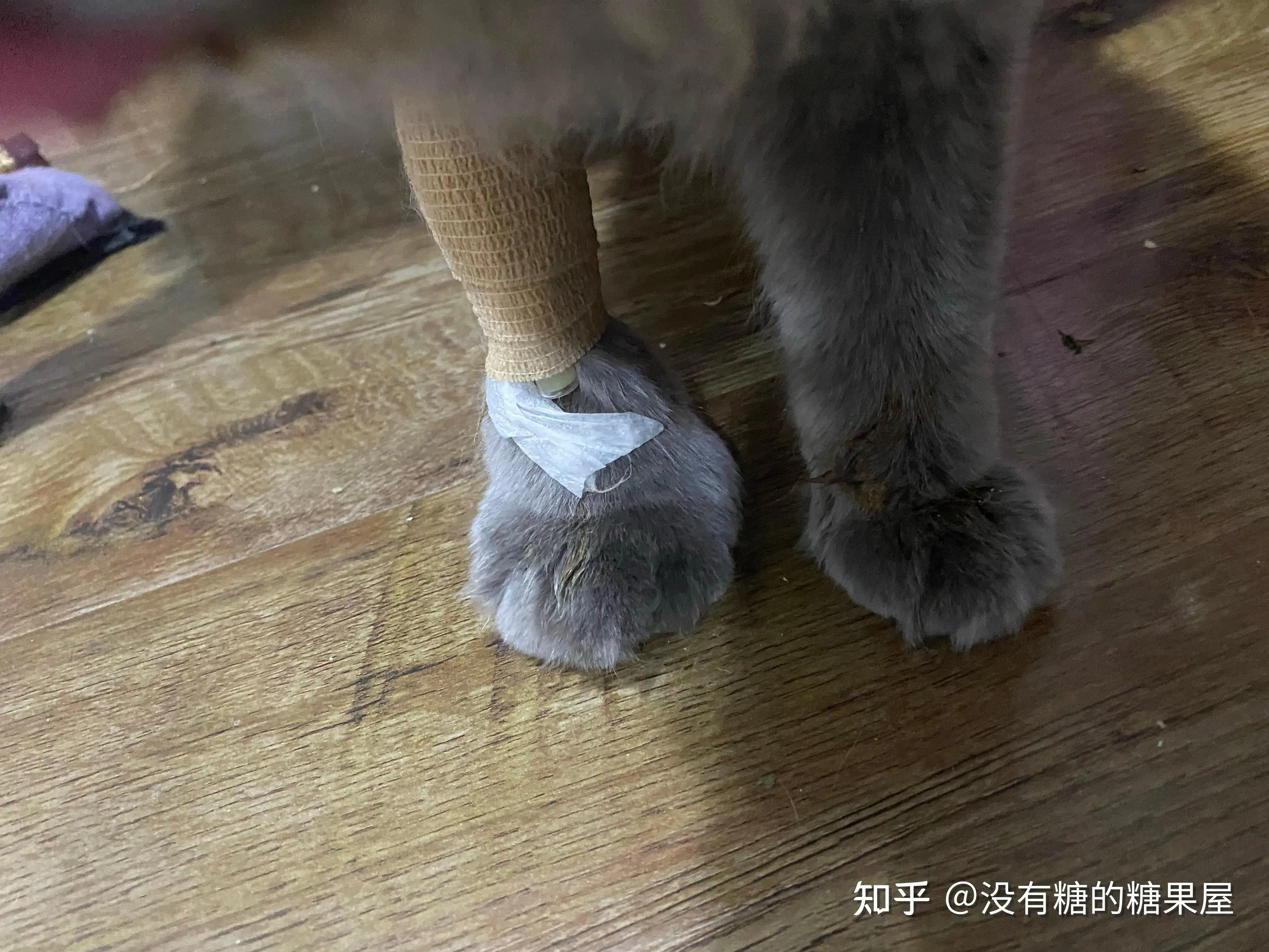 猫咪胸腔积液能活多久的简单介绍