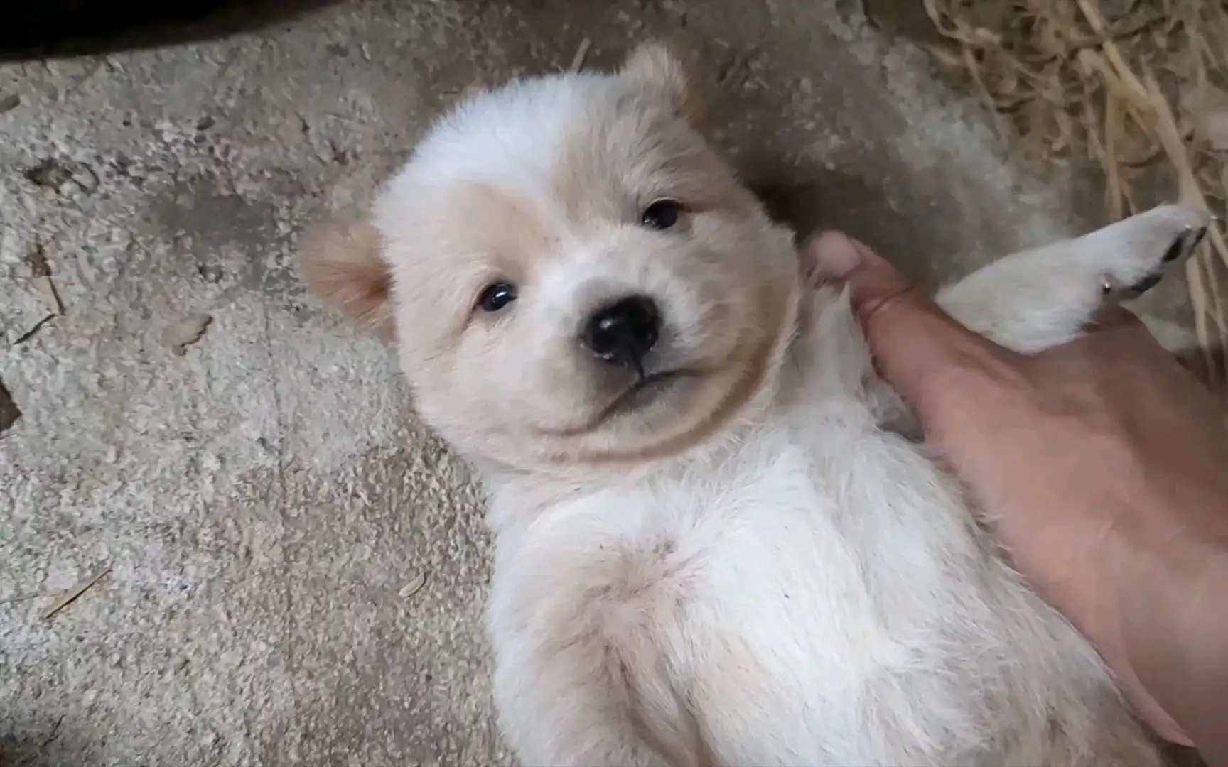 中华田园犬幼崽(中华田园犬幼崽长什么样)