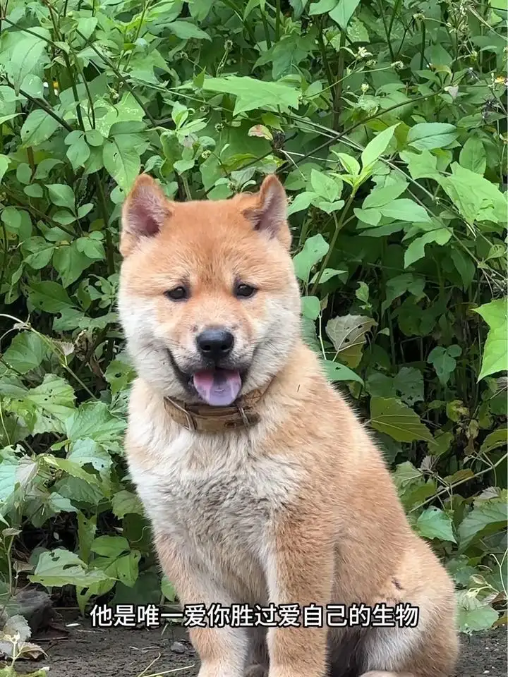 中华田园犬好看又好养(中华田园犬好养吗?优缺点有哪些)