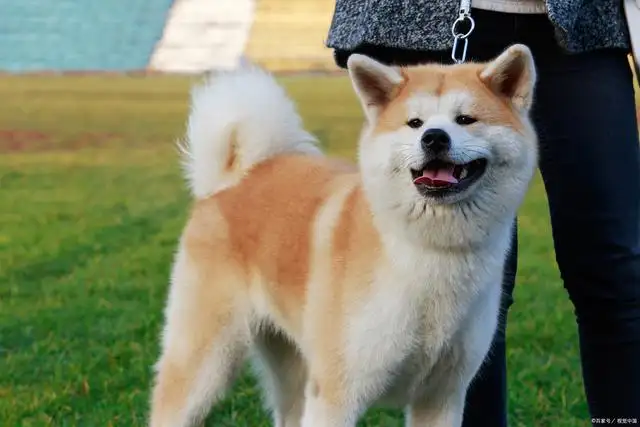 纯种日本秋田犬(日本秋田犬优缺点)