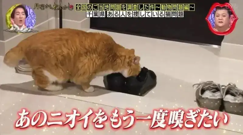 猫咪闻到主人身上有别的猫味道会怎么样(猫咪闻到主人身上有别的猫味道会怎么样呢)