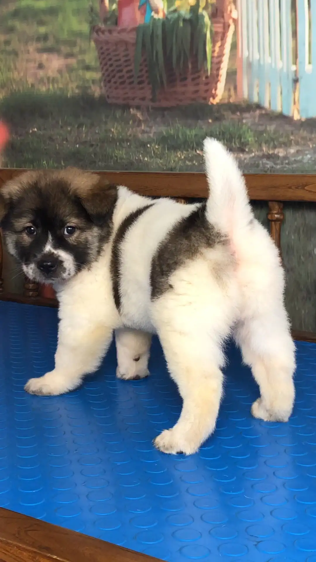 中华田园犬幼崽(中华田园犬幼崽长什么样)