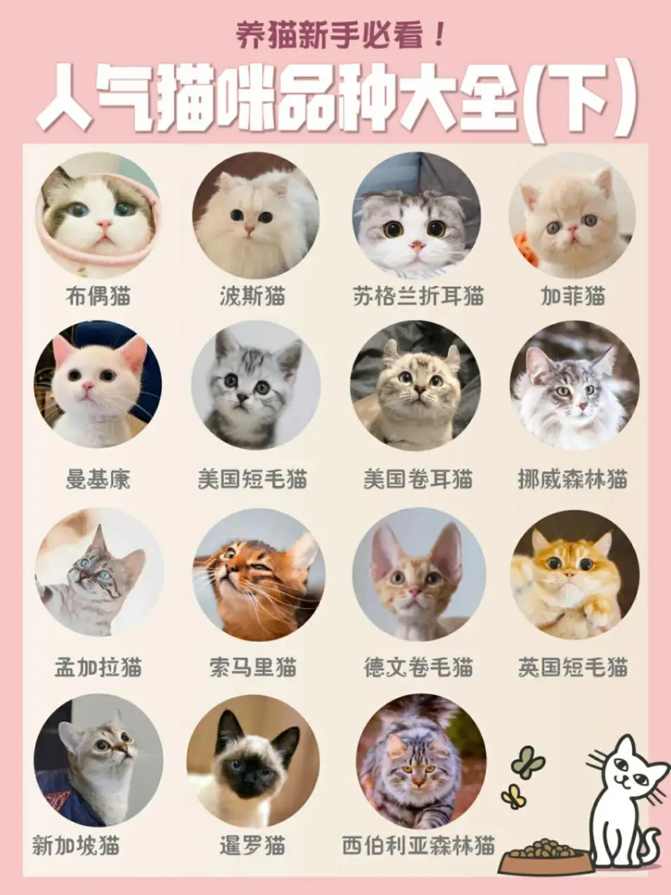 不同品种猫的价位(不同品种猫的价位差异)