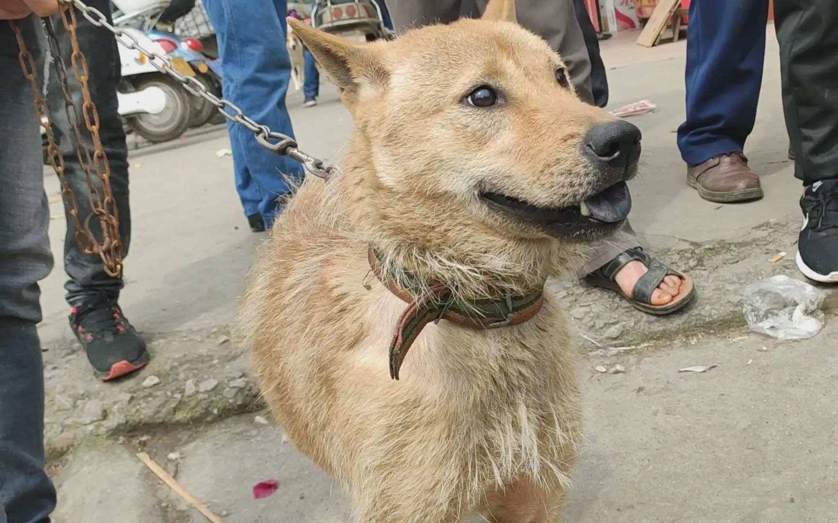 广西的中华田园犬正宗吗能养吗(广西的中华田园犬正宗吗能养吗知乎)