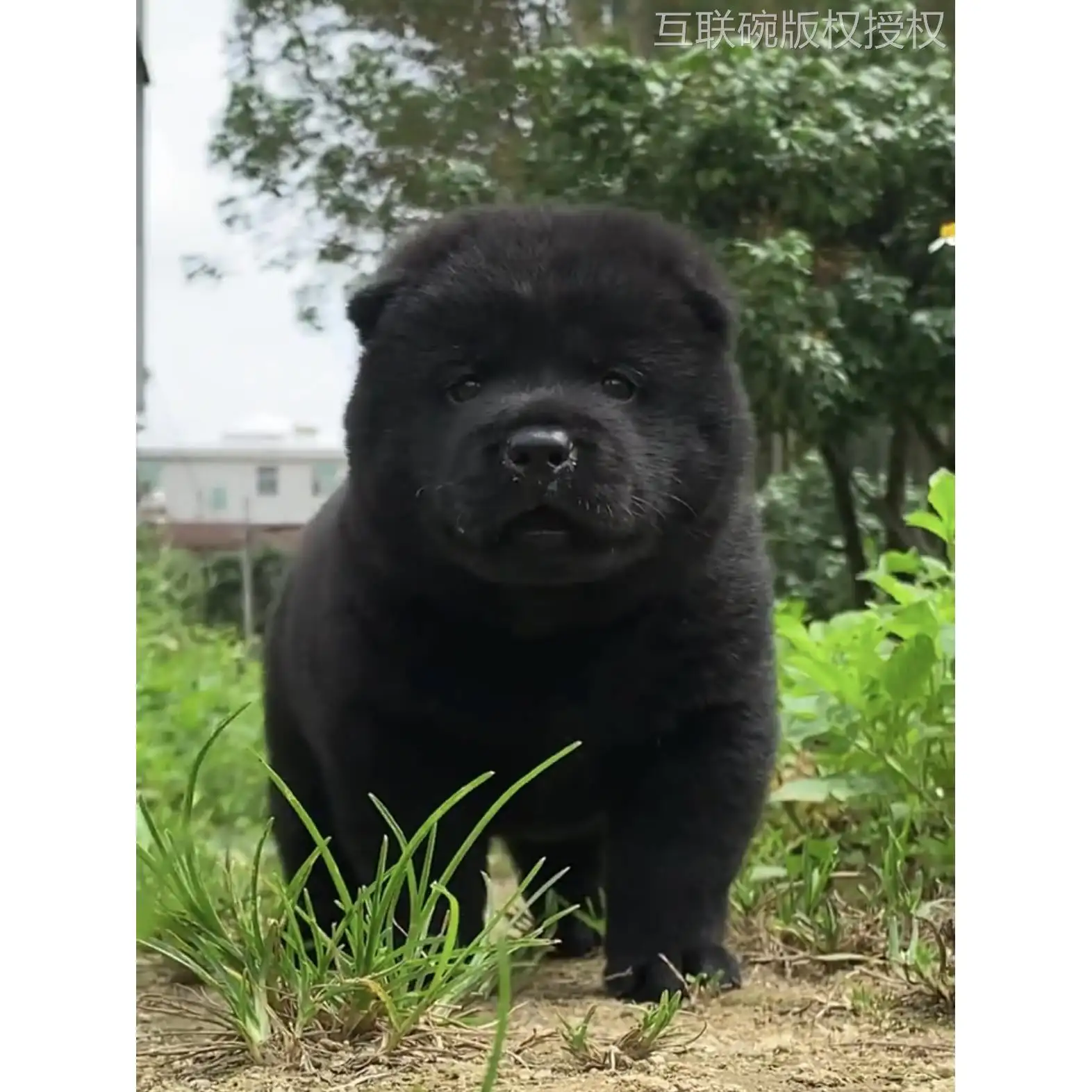 广西的中华田园犬正宗吗能养吗(广西的中华田园犬正宗吗能养吗知乎)