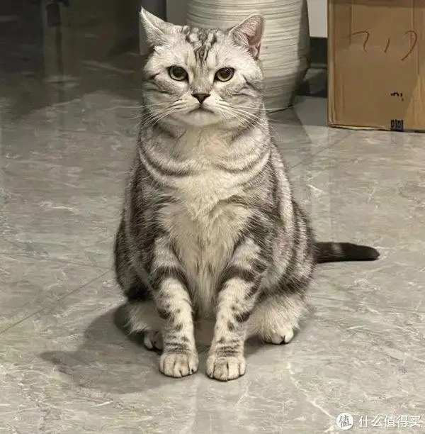 猫咪,品种(猫咪品种大全图鉴)