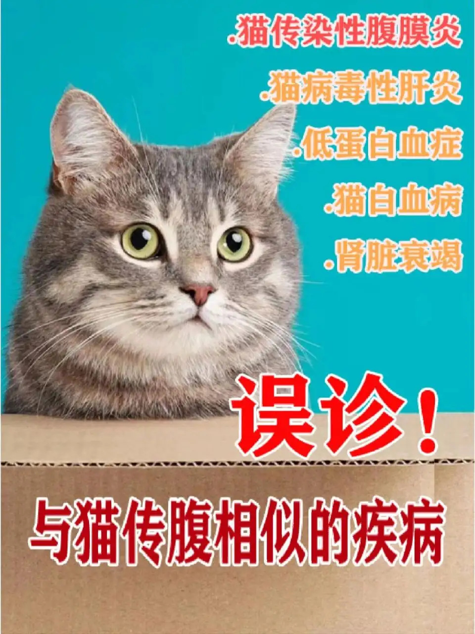 猫传腹疾病(猫传腹患病率高吗)