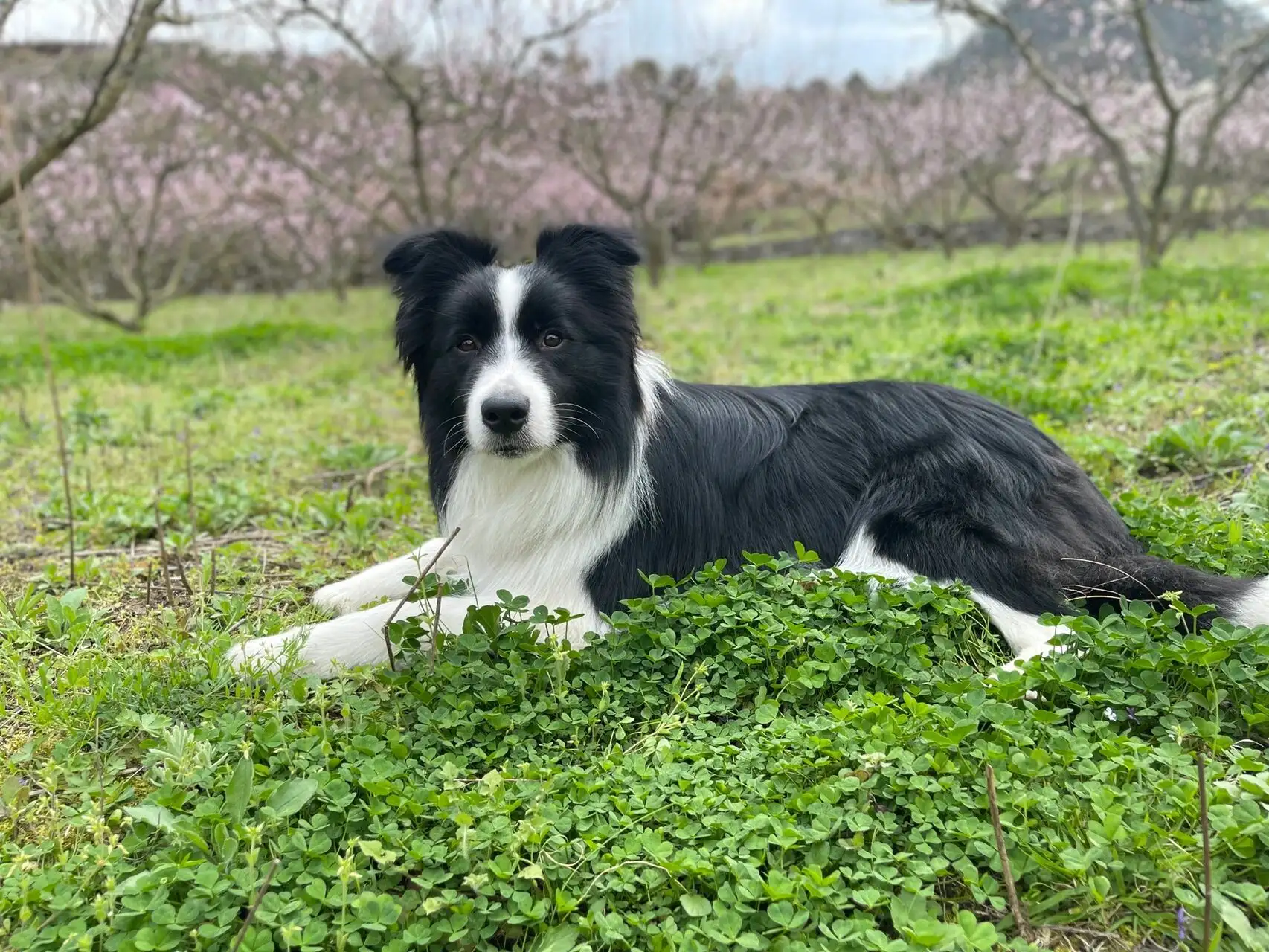 宠物狗边牧犬多少钱一只(宠物狗边牧犬多少钱一只幼犬)