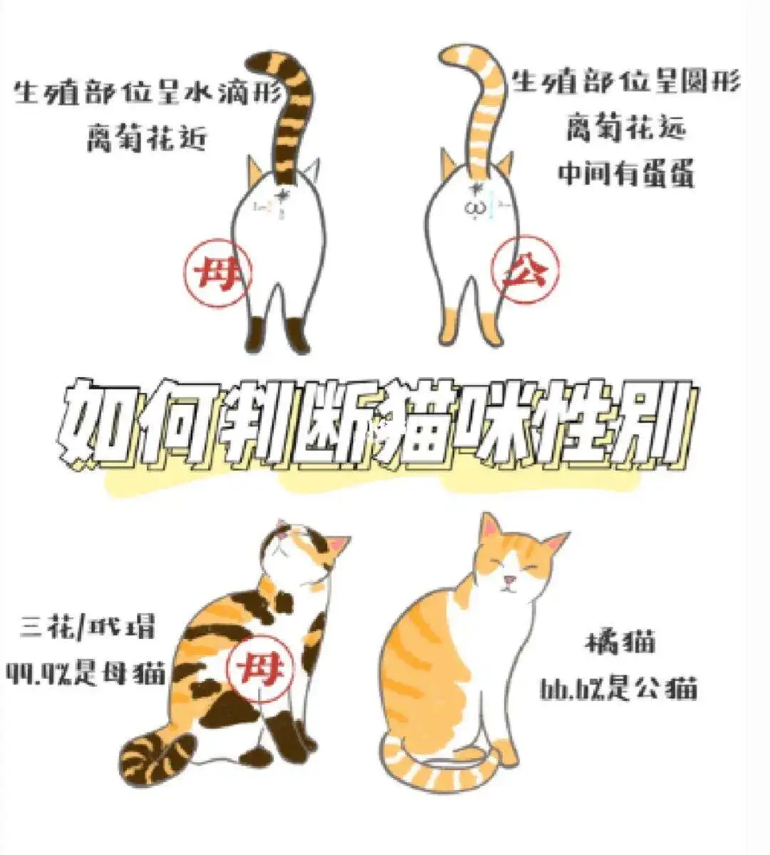 小公猫好养还是小母猫好养(小公猫好养还是小母猫好养呢)