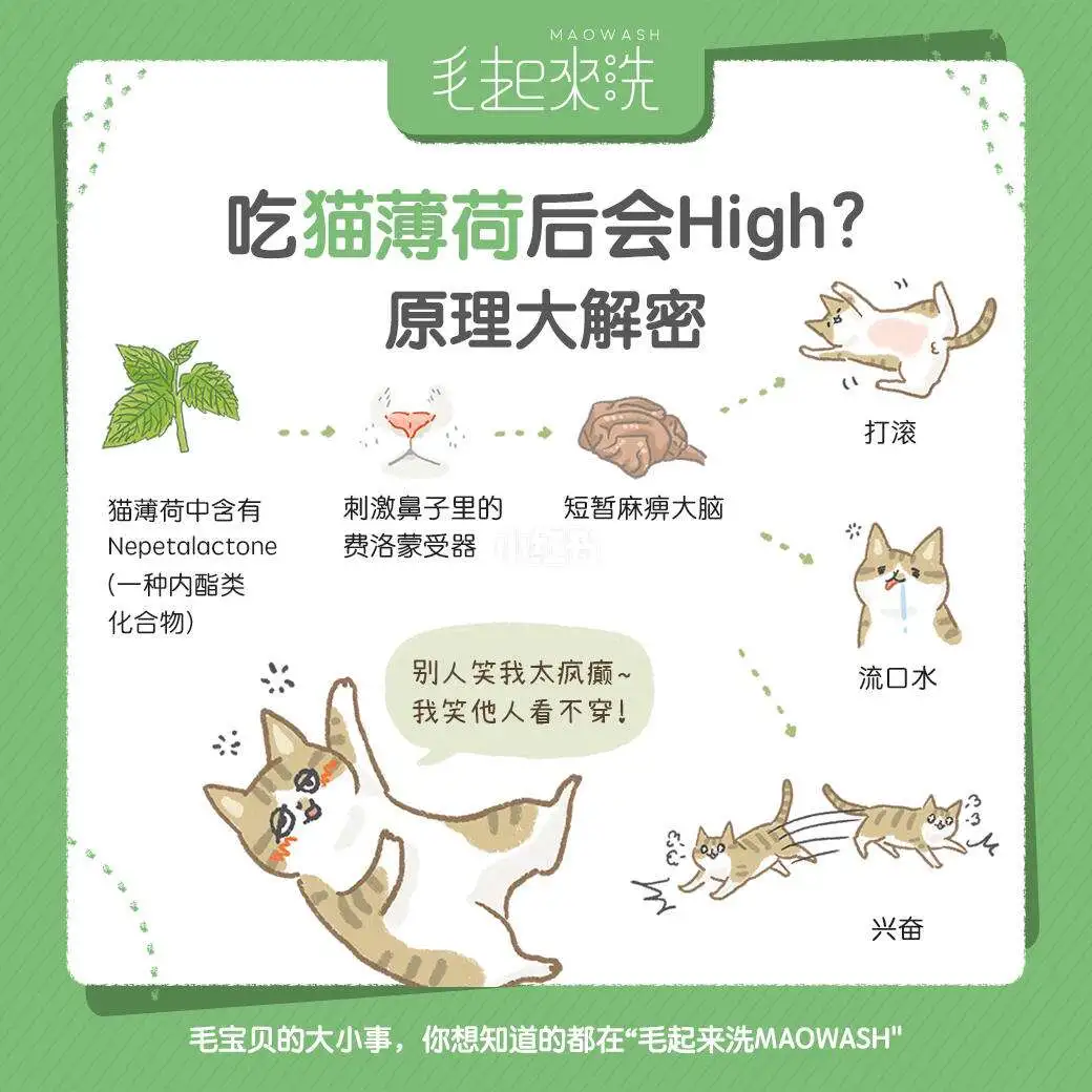 猫薄荷是直接给猫吃吗(猫薄荷是直接给猫吃吗视频)