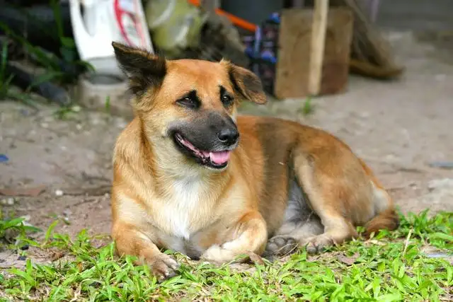 中华田园犬有几种(中华田园犬有几种狗)