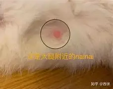 母猫三个月会怀孕吗?(母猫三个月还有奶怎么办)