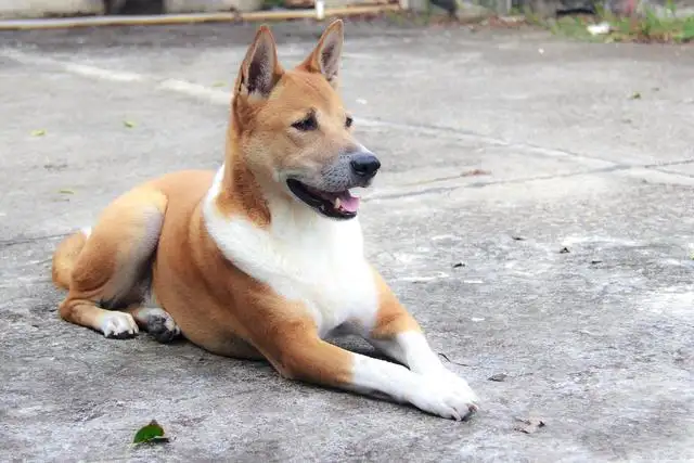 中华田园犬有多少种(中华田园犬有多少种类)