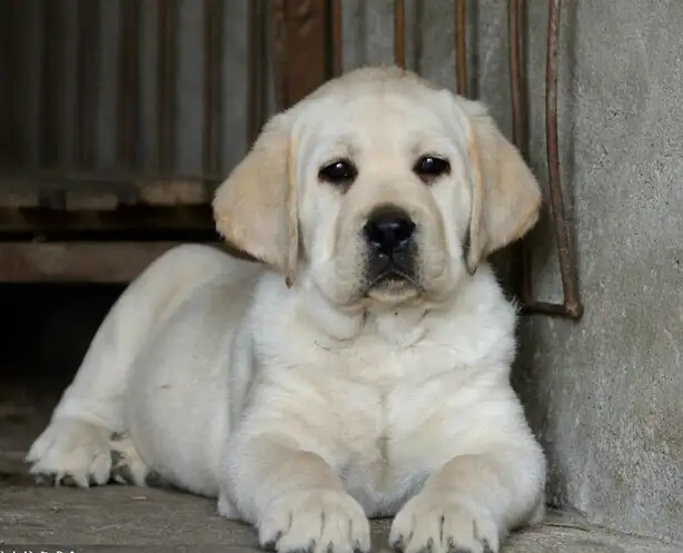 拉布拉多犬幼犬一只大约多少钱(拉布拉多多少钱一只幼崽2020年)