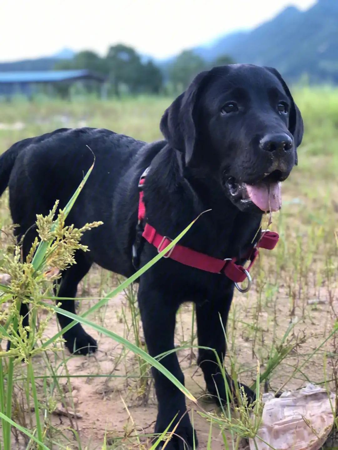 拉布拉多犬长大后的样子(拉布拉多犬长大后的样子图片)