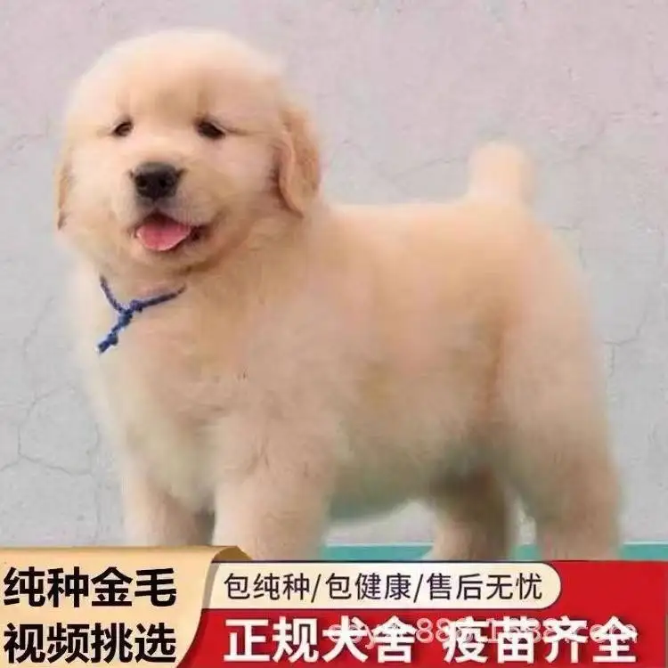 拉布拉多犬纯种幼犬多少钱(拉布拉多幼犬纯种价格多少钱一只)