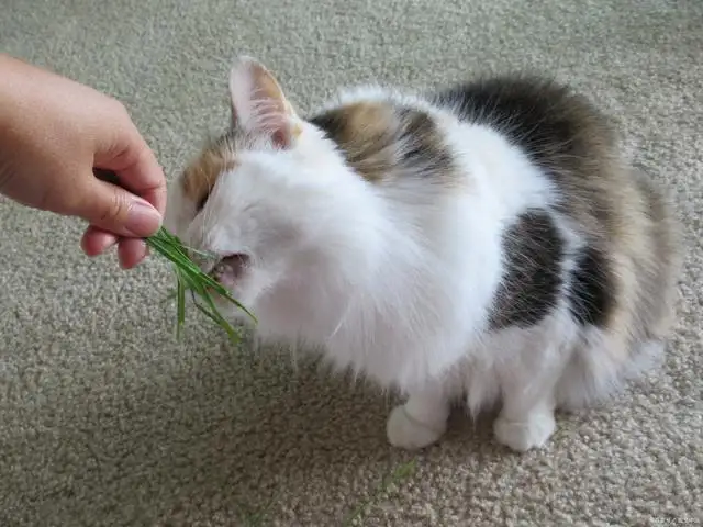 给猫吸猫薄荷(猫吸猫薄荷对猫有害吗)