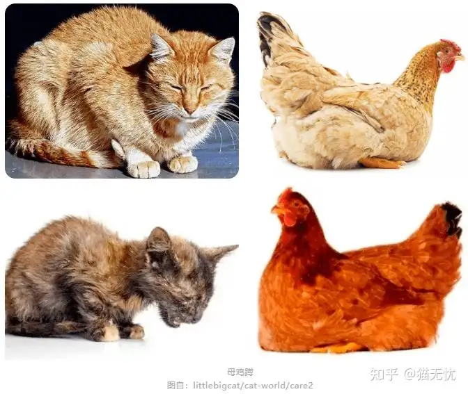 家猫会得猫传腹吗(家养的猫会得猫传腹吗)