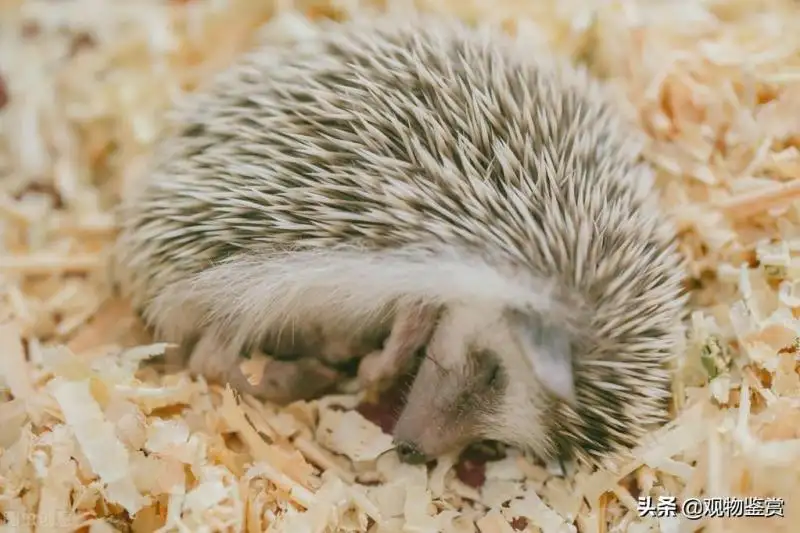 刺猬爱吃什么食物(刺猬爱吃什么食物图片)