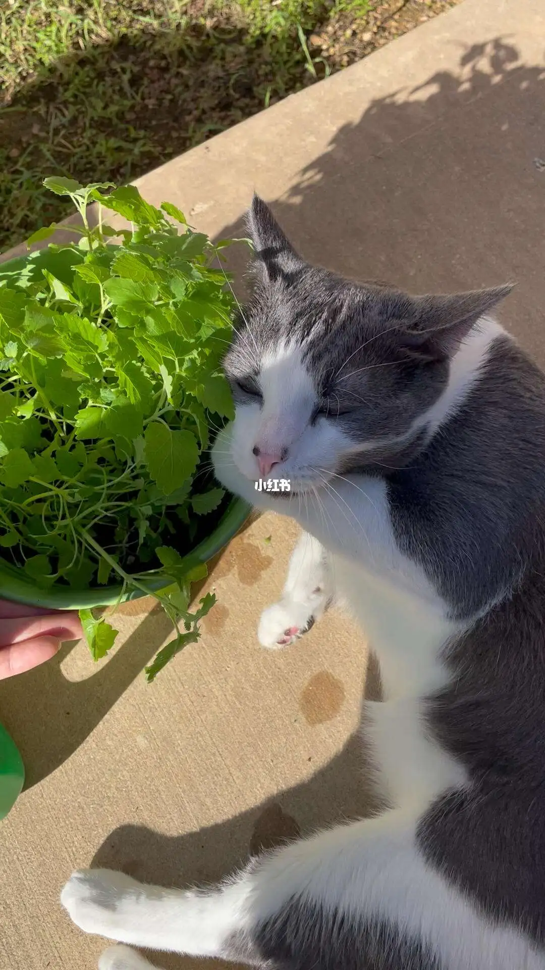 除了猫薄荷还有什么吸引猫(除了猫薄荷还有什么吸引猫的方式)