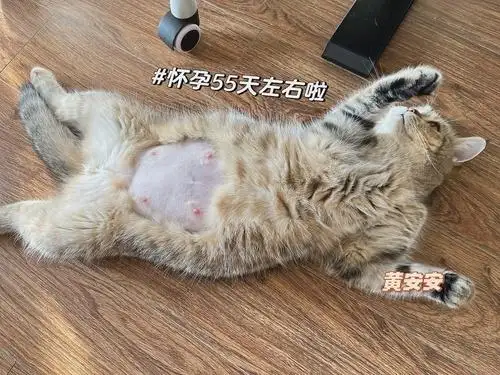 猫猫多大怀孕(猫多大开始怀孕)