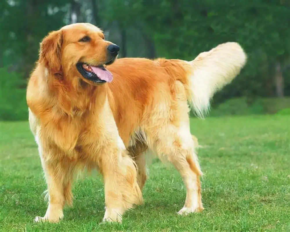 好看的中型犬(颜值高的中型犬)