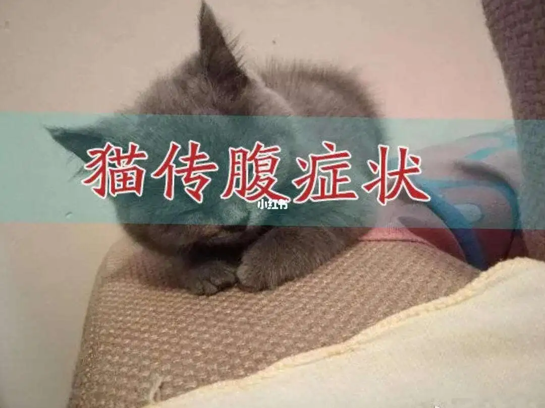 猫传腹会遗传下一代(猫传腹是传染病还是遗传的)