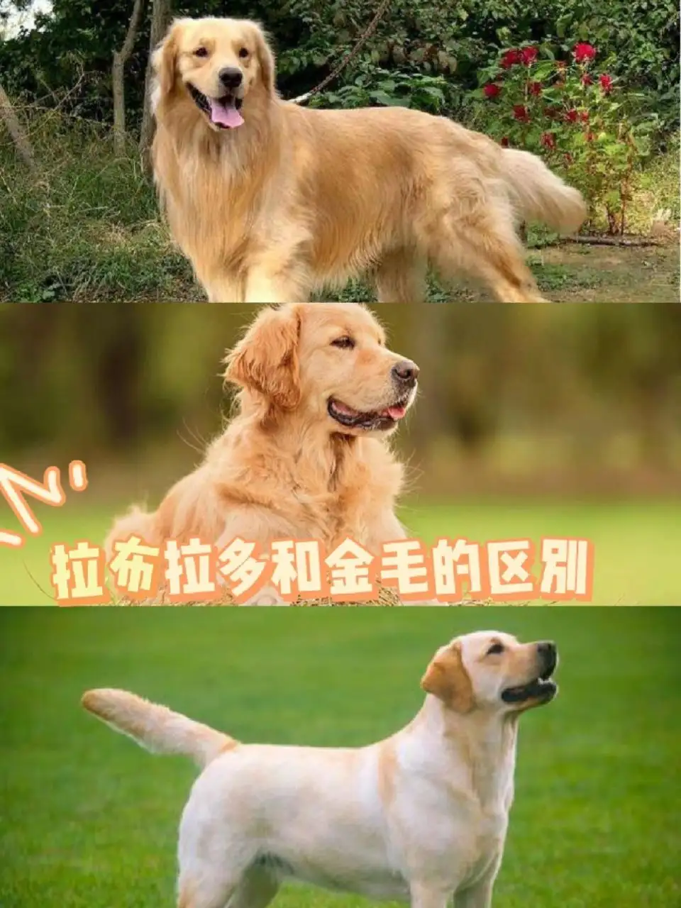 拉布拉多犬和拉布拉多犬哪个好(拉布拉多犬和什么狗一起养比较好)