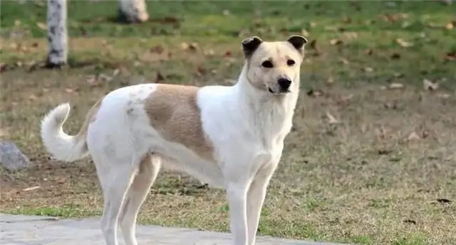 中华田园犬的好处(中华田园犬有多可爱)