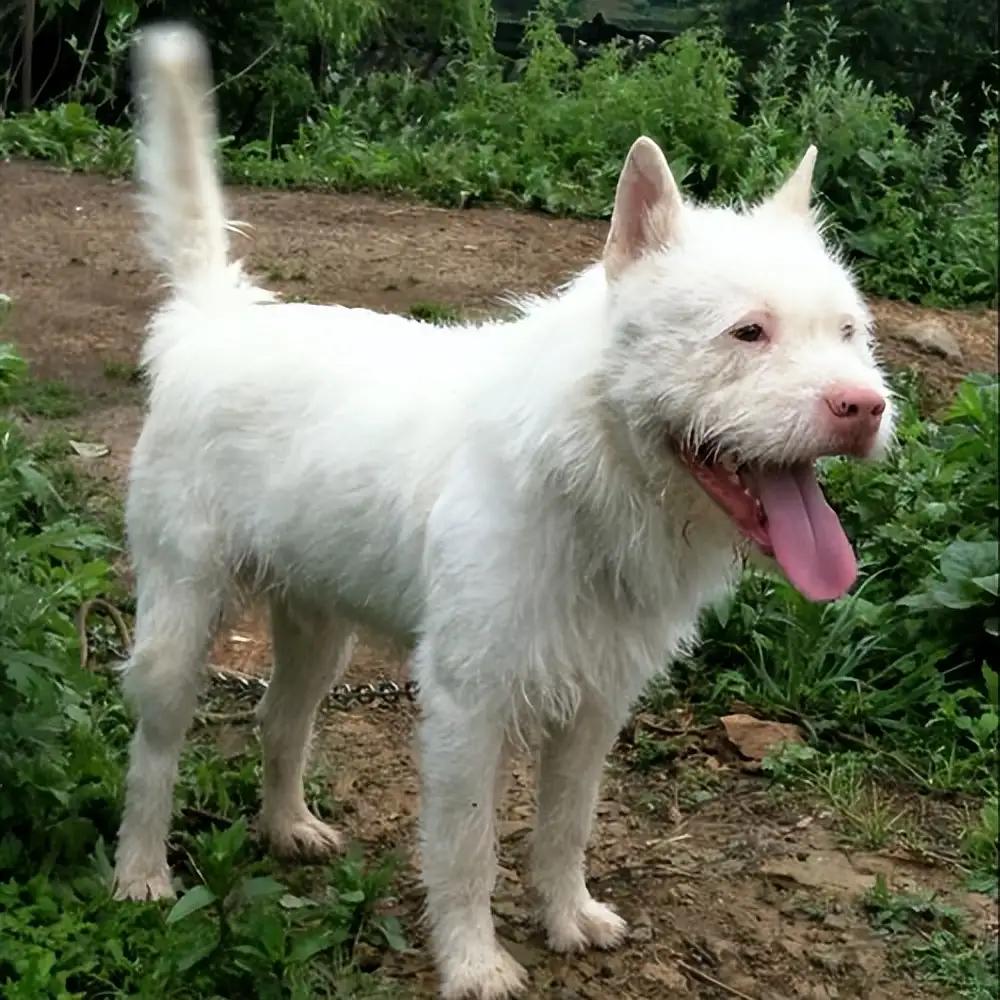 中华田园犬,有几种(中华田园犬有几种毛色)