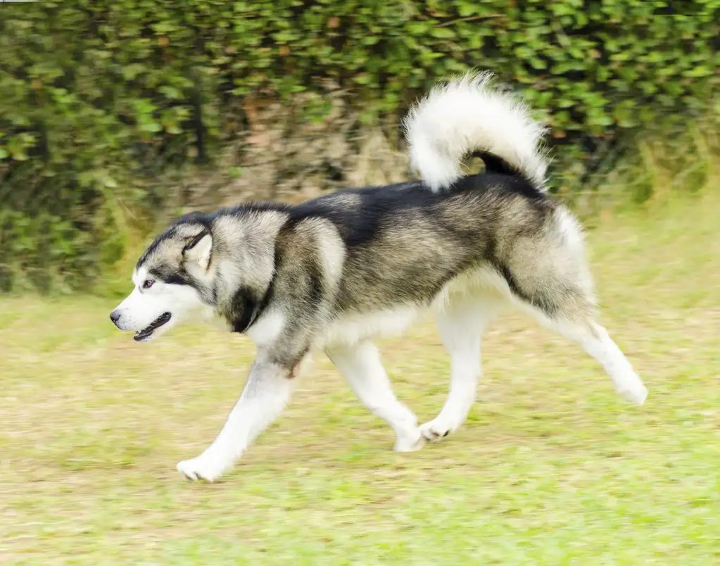 纯白阿拉斯加雪橇犬(雪白色阿拉斯加犬多少钱)