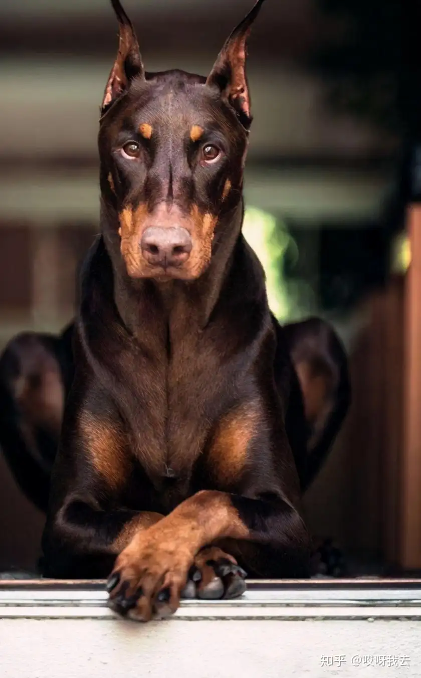 正宗杜宾犬价格(正宗杜宾犬价格多少钱)