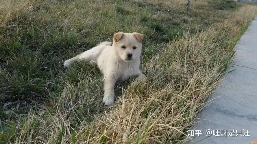 中华田园犬的好处(中华田园犬有多可爱)