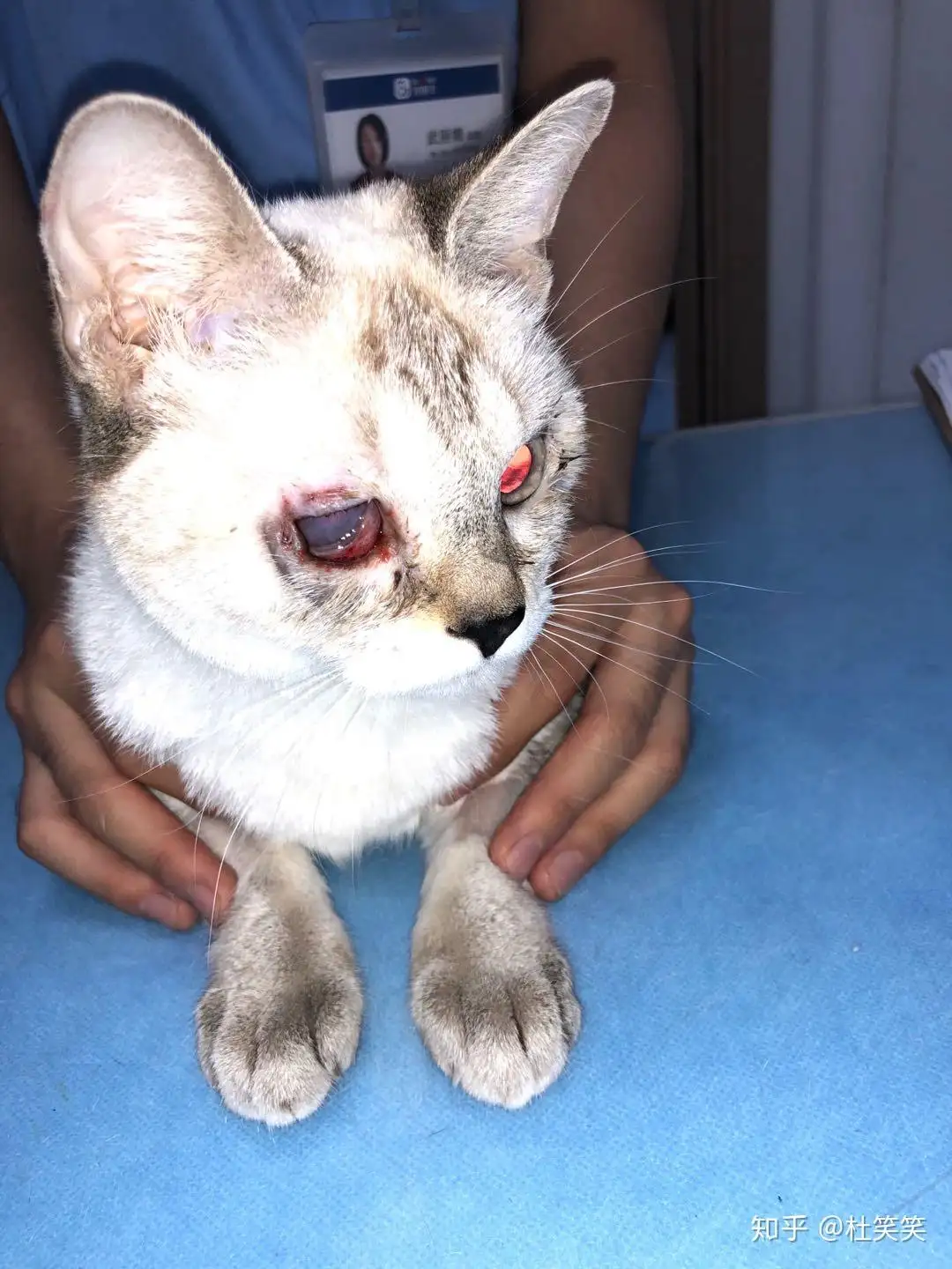 猫得了猫传腹是什么症状的简单介绍