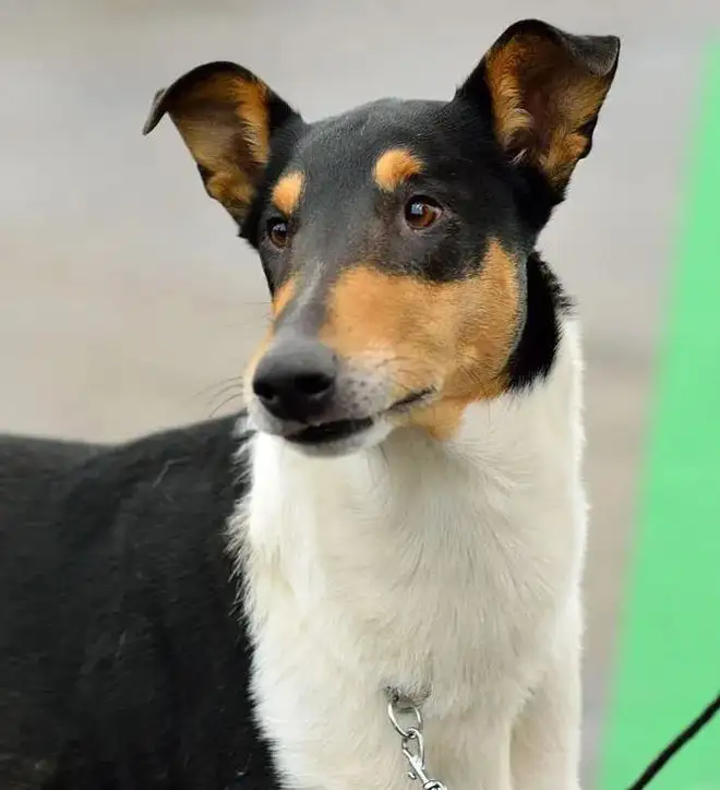 好看的中型犬(颜值高的中型犬)