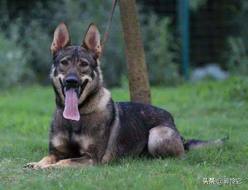 中华田园犬是保护动物吗(中华田园犬是保护动物吗知乎)