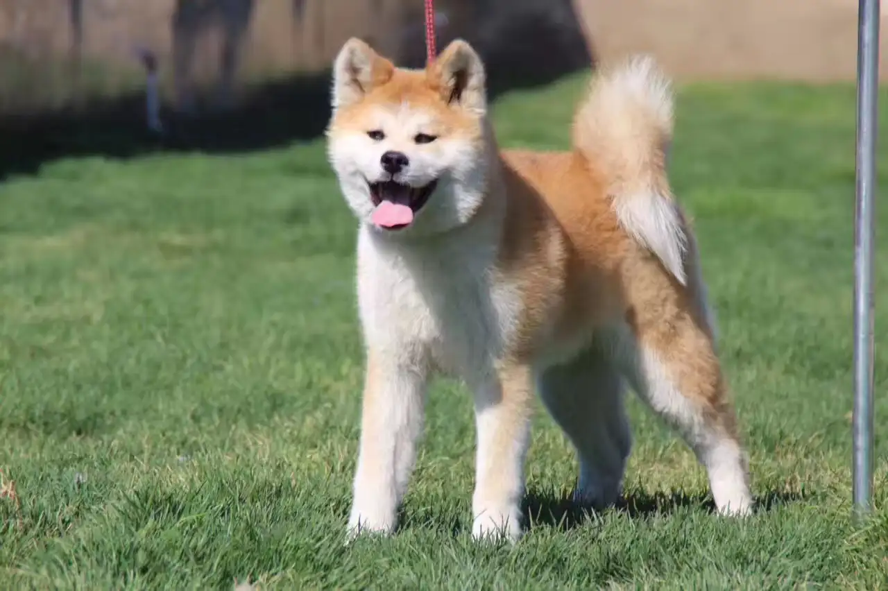 秋田犬狗场(国内最专业的秋田犬舍百度知道)