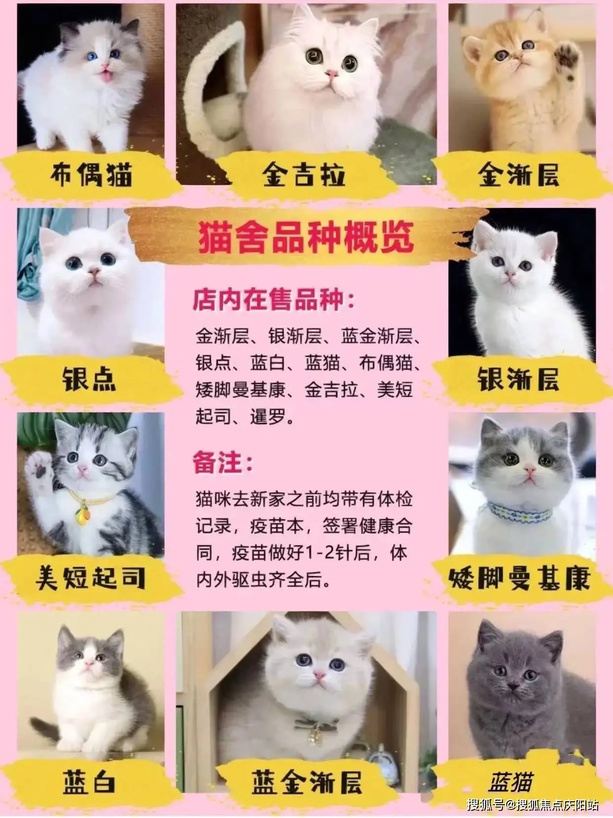 宠物猫都有什么品种(宠物猫有什么品种长毛)