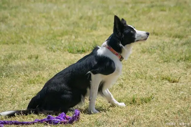 史宾格母犬(史宾格母犬好养吗)