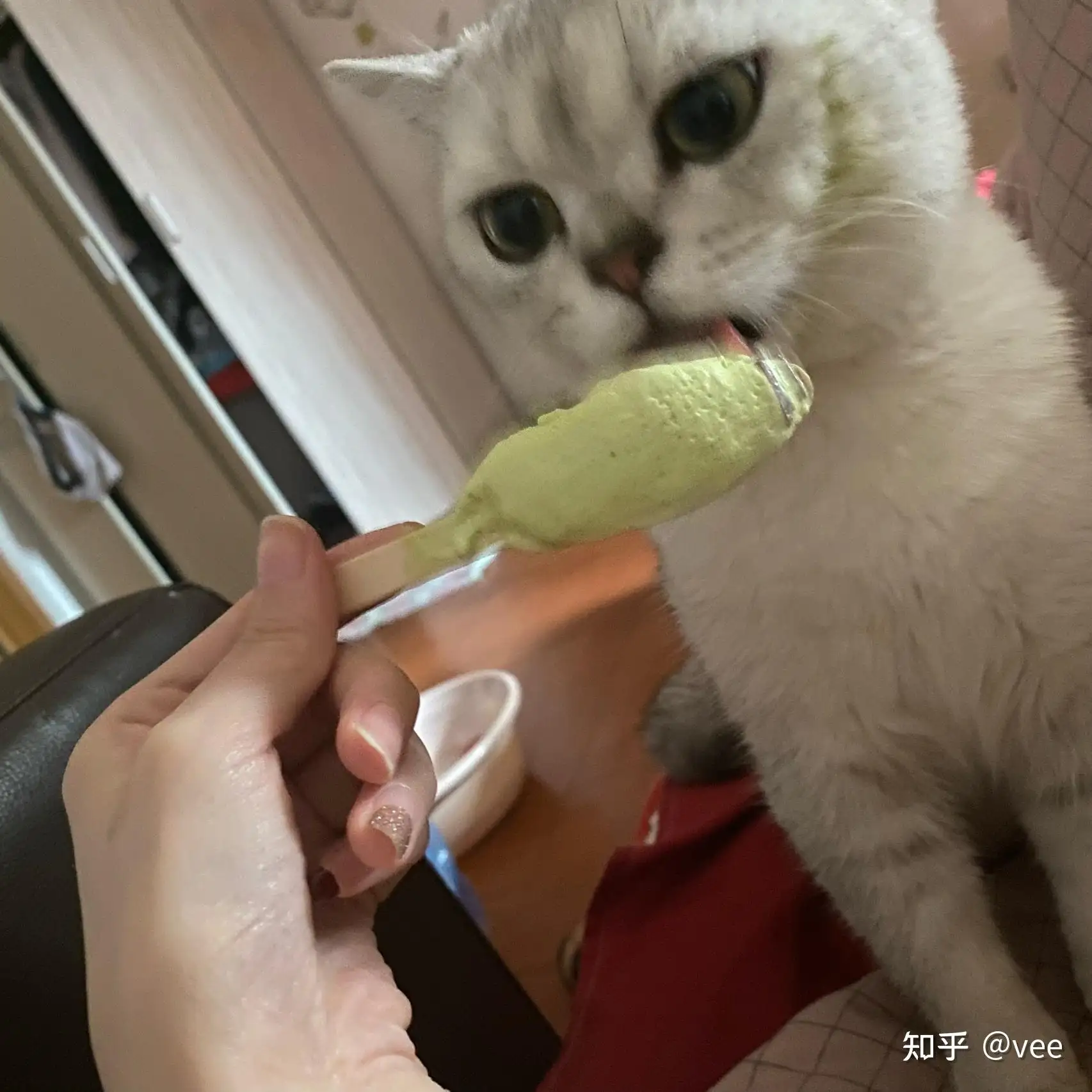 猫能吃冰糕吗?(猫咪可以吃冰糕吗)