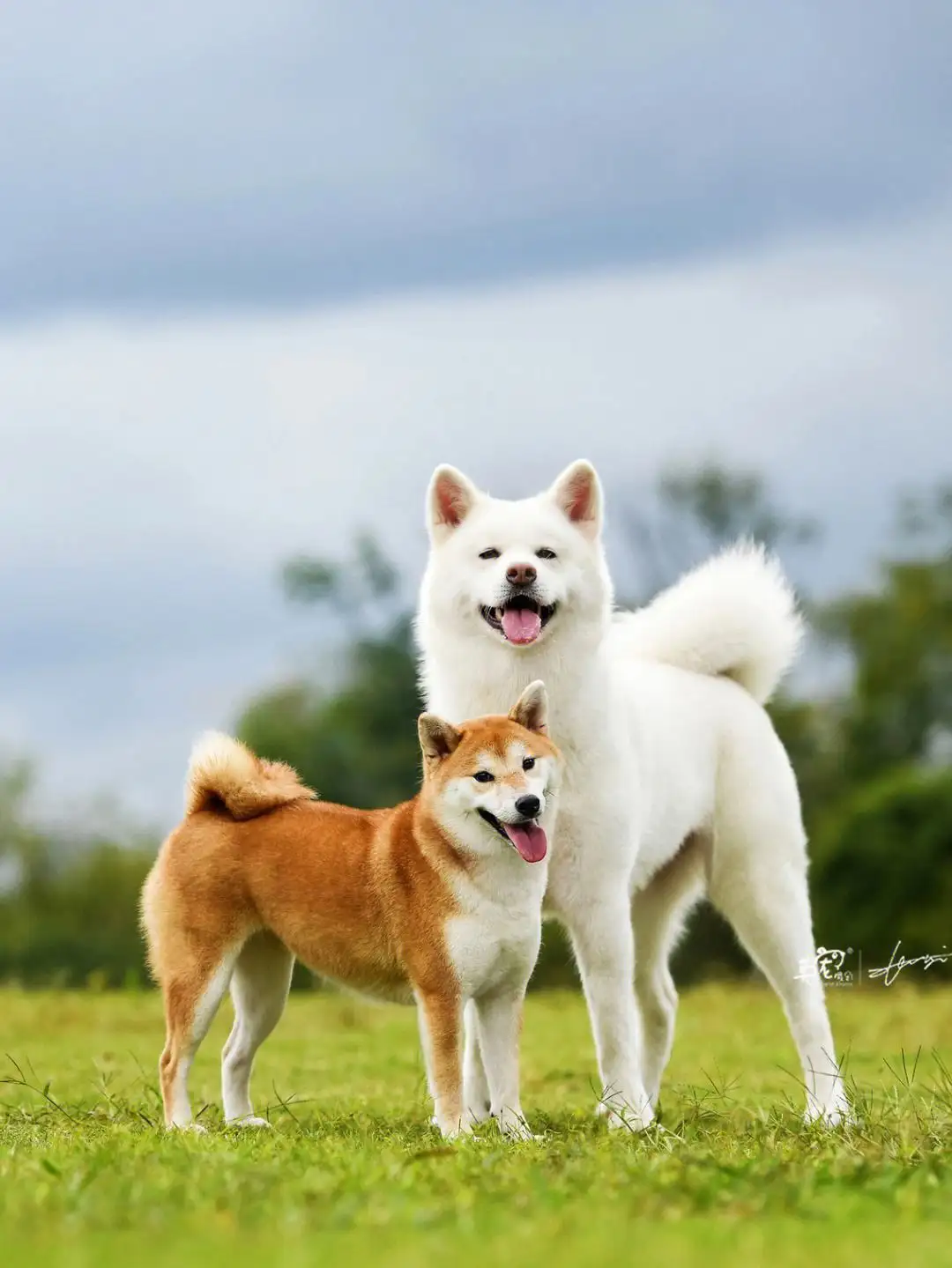 秋田犬和豆柴犬的区别(秋田犬和柴犬是一个品种吗)