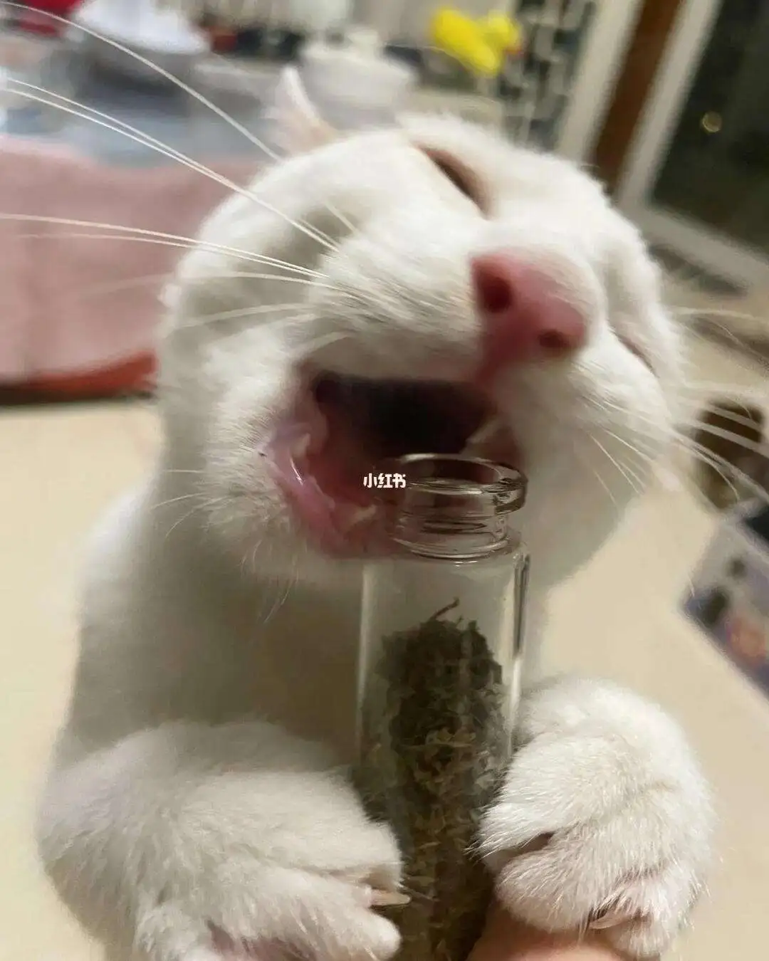 猫吃猫薄荷(猫吃猫薄荷流口水)