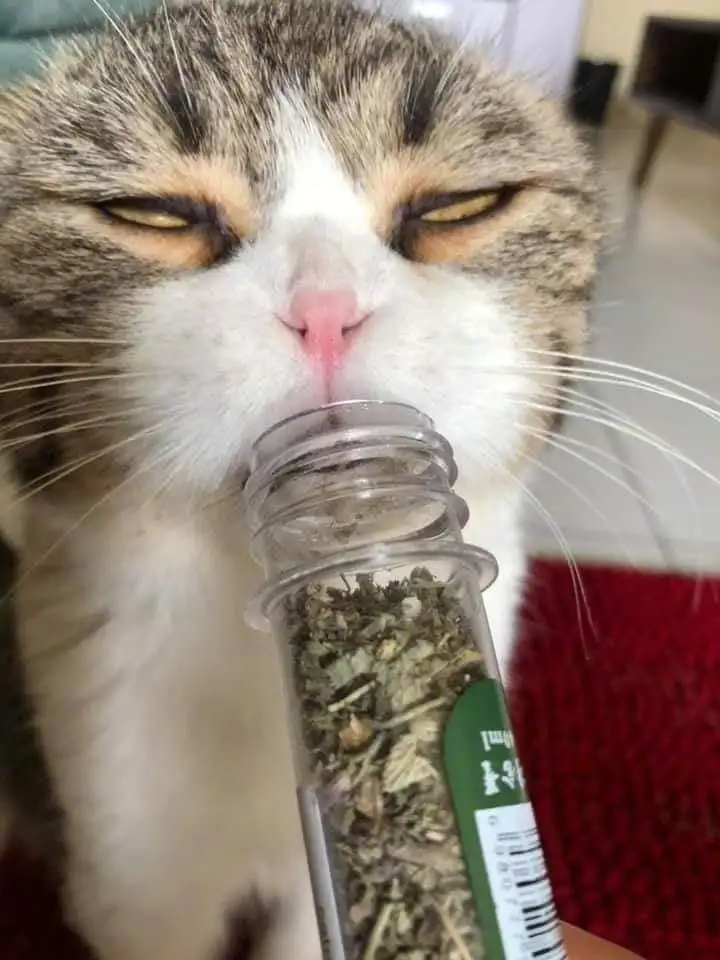 猫吃猫薄荷(猫吃猫薄荷流口水)