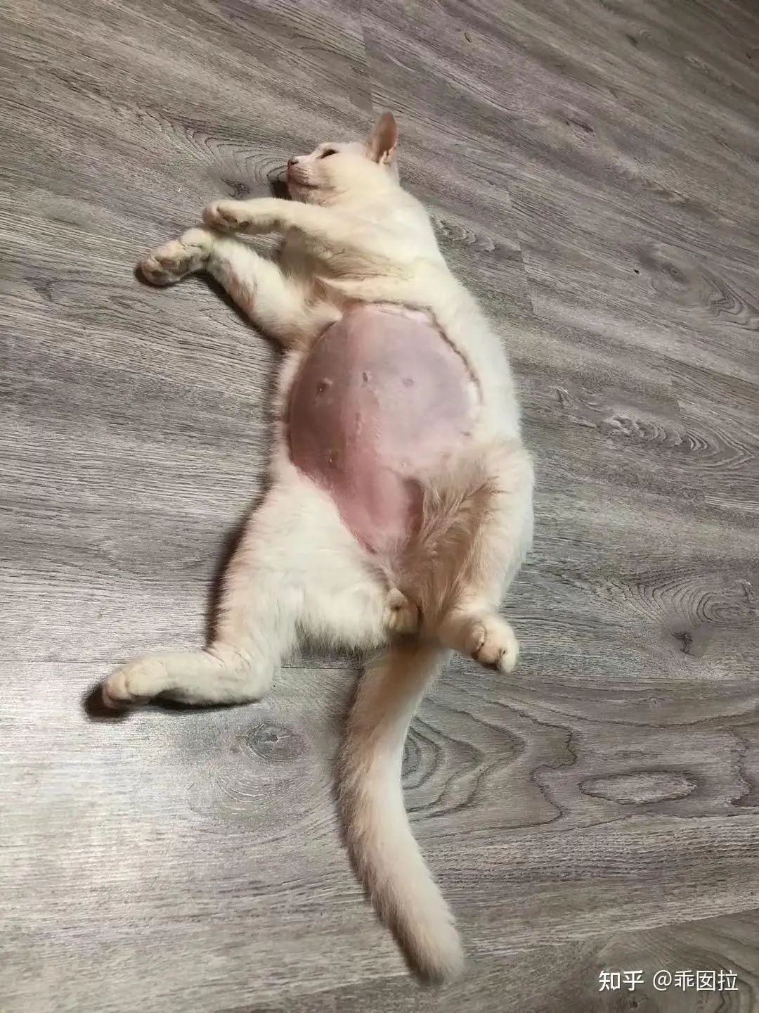 猫咪得猫传腹的前兆(猫得猫传腹是什么原因)