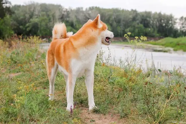 大体秋田犬(日本秋田犬价格多少钱一只)