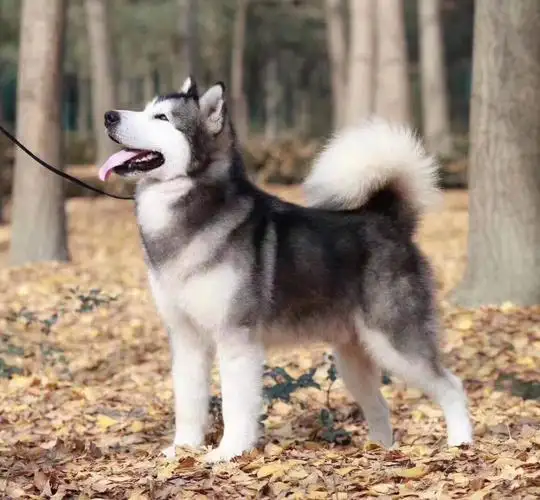 阿拉斯加多少钱一只大狗(阿拉斯加犬多少钱一只大狗)