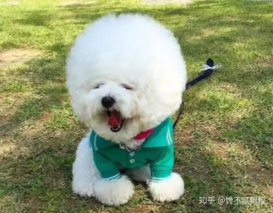 养比熊犬的人(养比熊犬的人是什么性格)