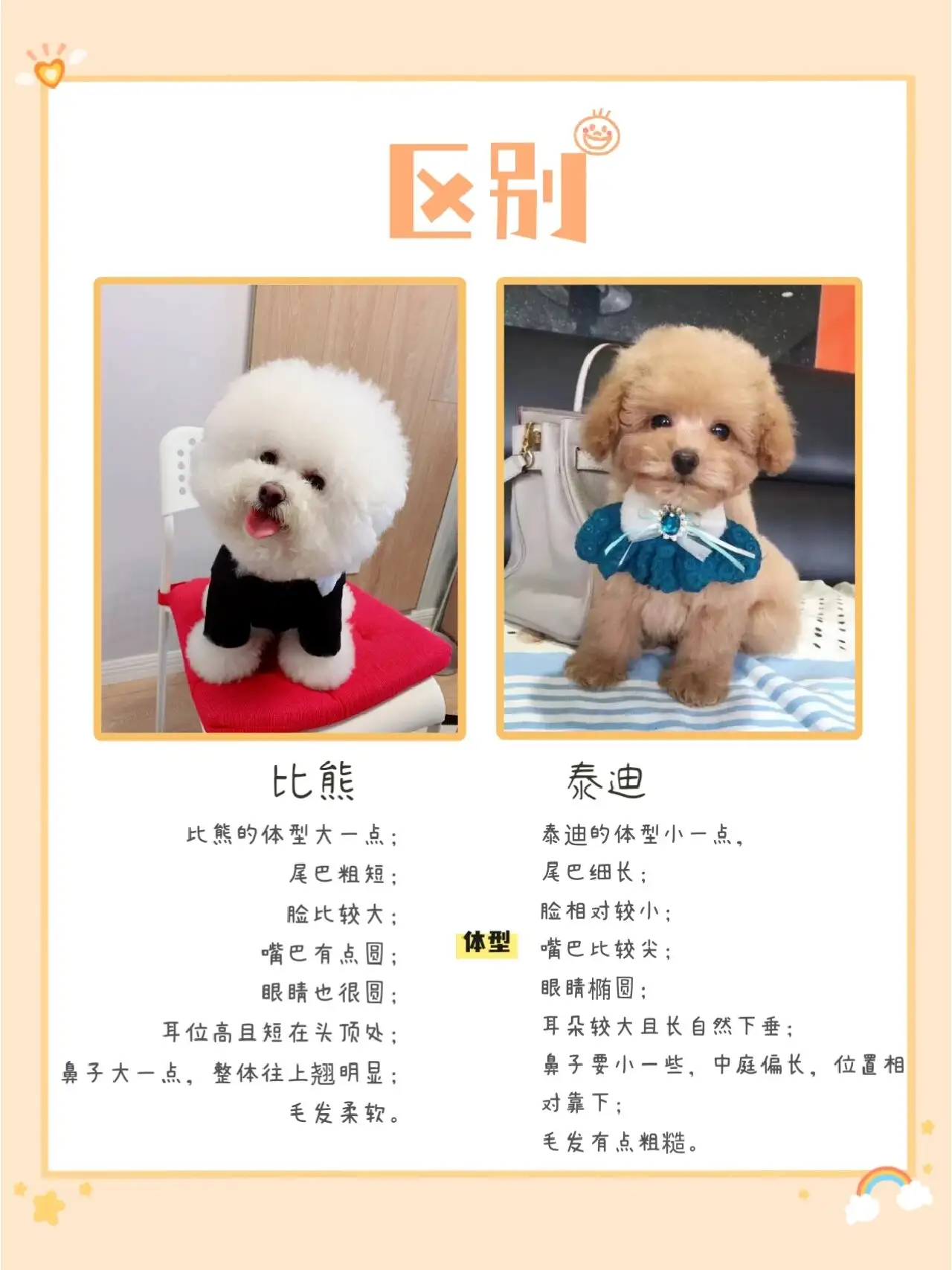 如何区分比熊和泰迪(怎么区分比熊和泰迪幼犬)