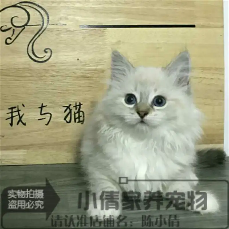 出售纯种布偶猫(出售纯种布偶猫多少钱)