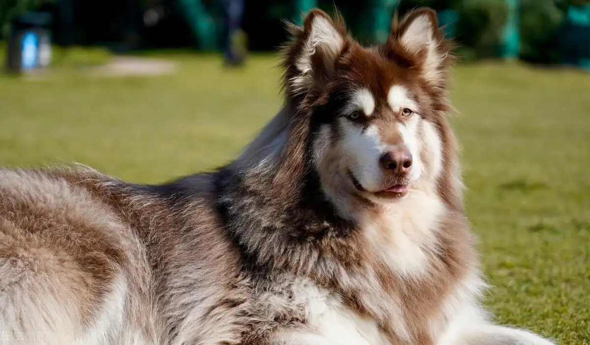 阿拉斯加犬可以养吗(阿拉斯加犬可以养到多少斤)